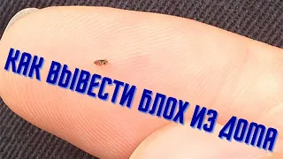 Как вывести блох из дома