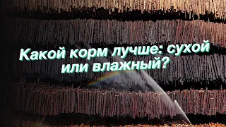 Какой корм лучше: сухой или влажный?