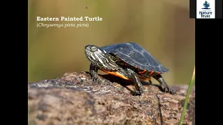 'All About Turtles' Webinar