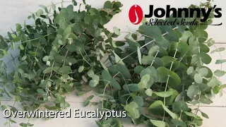 Overwinter Flowers Tunnel: Eucalyptus 'Silver Dollar' & 'Silver Drop'