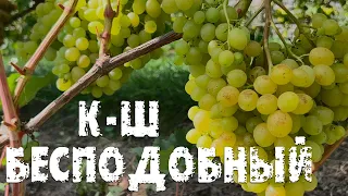 Виноград Бесподобный в Беларуси (08.09.22)