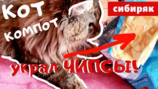 УТАЩИЛ ЧИПСЫ! КОТ КОМПОТ