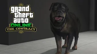Chop Gets Super High in GTA 5 Online The Contract