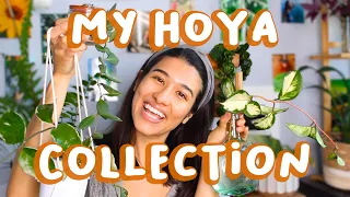 MY HOYA COLLECTION | how I got all my hoyas for free (storytime)