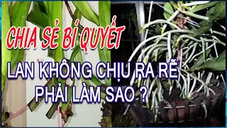 Lan Của Bạn Không Ra Rễ Phải làm Thế Nào? -  Chia sẻ của Vườn Lan Nguyễn Thanh