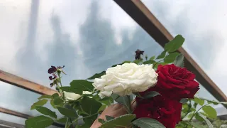 Штамбовые розы, можно ли сажать их летом? Все подробно в видео! Два сорта на одном штамбе!!