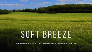 Soft Breeze Swaying over a Wheat Field | 10 hours of Ambience