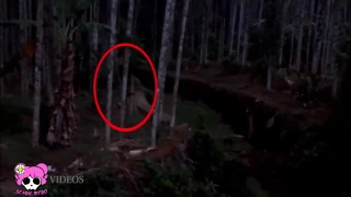 Scary Weird Creature caught On Camera - مخلوق غريب مخيف تصطاده الكاميرا