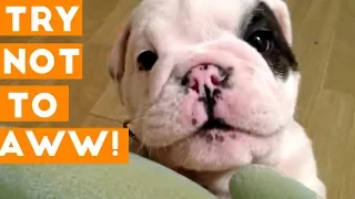 Try Not to AWW Challenge Cute & Hilarious Animals Compilation March 2018 | Funny Pet Videos Monthly