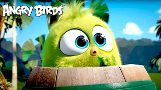 Angry Birds | Hatchlings' Best Moments