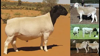 EN YÜKSEK ET VERİMLİ 6 KOYUN IRKI / ETÇİ KOYUN IRKLARI TOP 6 SHEEP BREEDS SHEEP BREEDS SHEEP VIDEOS