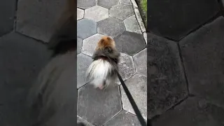 Cute little puppy Pomeranian going on a walk #pomeranian #puppy #cute #aesthetic #dog #fluffy #small