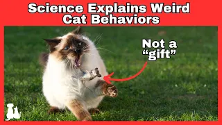 The Real Reason Your Cat Brings You Dead Animals Is Hilarious (It’s Not A “Gift”)