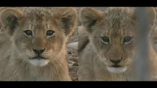 SafariLive Aug 13- Nkuhuma lion cubbies with the sounds of Africa.