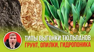 Грунт, гидропоника или опилки. На чем выгонять тюльпаны к 8 марта?