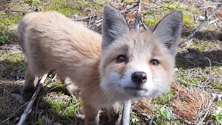 We went to the forest for chanterelle mushrooms, and found a little fox.