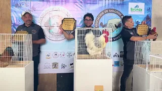 Aves de raza, premiacion en la Expo Cancún 2024 a cargo del Sr Javier Arroyo #estamosactivos