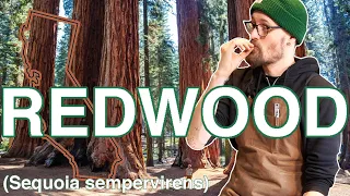 California coastal REDWOOD - Sequoia sempervirens - My FAVOURITE acoustic guitar top tonewood?!?