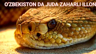 O'zbekiston da Juda xafli zaharlli ilon 4K