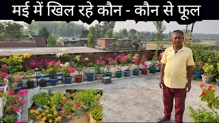 May Month Flowers || Summer Garden Overview || Parmanent Flower Plants
