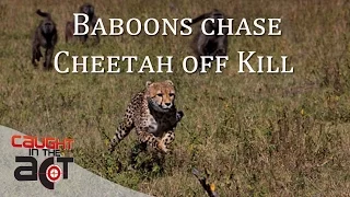 Two Baboons chase Cheetah off kill | RAW & REAL CITA