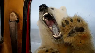 This Polar Bear Showed No Mercy for Johan Kootte