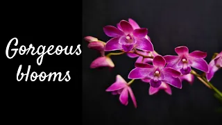 Let's talk Dendrobiums: Sections, Culture, Flowering | Introducing my Dendrobium collection