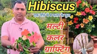 गुड़हल के पौधे में क्रॉउन ग्राफ्टिंग कैसे करें | hibiscus multipale color grafting easy 2 mathad |