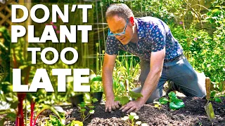 Early Summer Planting Tips:☀️ The BIG Plant Out! 🍅