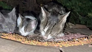 Kittens | Outdoor cats feeding 🐈🐈‍⬛ #kittens #cats
