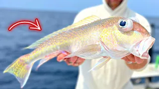 DEEP DROPPING 1000ft! Catching GOLDEN TILEFISH!