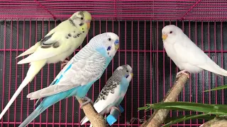 Parakeets Chirping To Help You To Relax and Lull You To Sleep