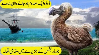 dodo bird story hindi - birds defending kaaba | urdu dubbed | (پرندے کعبہ کا دفاع کرتے ہیں)