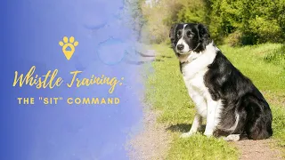 Whistle Training: Teaching your dog to "SIT"