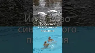 Искусство синхронного плавания. Примеры природа и олимпиада #Shorts