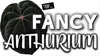 Fancy Anthurium | Top Rarest & Most Expensive Anthurium Types