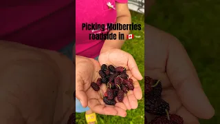 Mulberries 🤤 picking Canada roadside #mulberry  #picking #berrypicking #satisfying #nostalgia