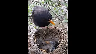 Common Blackbird feeding worms and eating  babies poop