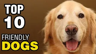 TOP 10 FRIENDLY DOG BREEDS