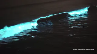 Red Tide Bioluminescence Scripps Pier April 24, 2020