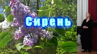 Сирень. Слова Екатерины Бекетовой, музыка Сергея Рахманинова.