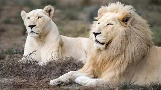 White lions E2 | animal planet full documentary hindi | animal planet full episode in hindi