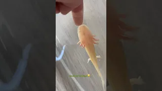 Маленький аксолотль. Не думала, что так будет 😂 #axolotl #аксолотль