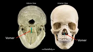 Facial Bones - Bones of the Skull Short Version