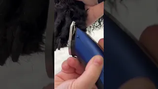 Shaving a poodle foot