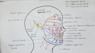 NERVE SUPPLY OF FACE ( Motor supply )