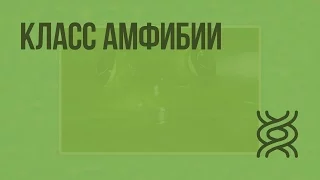 Класс Амфибии. Видеоурок по биологии 7 класс