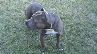 Killer Blue Nose Pitbull