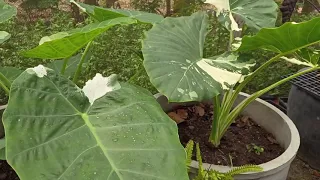 difference between alocasia and colocasia Which one should be under 100% sunlight @thefirstplant