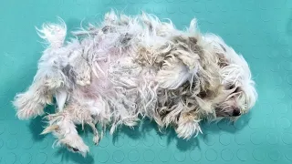 We Saved A Terribly Matted Dog